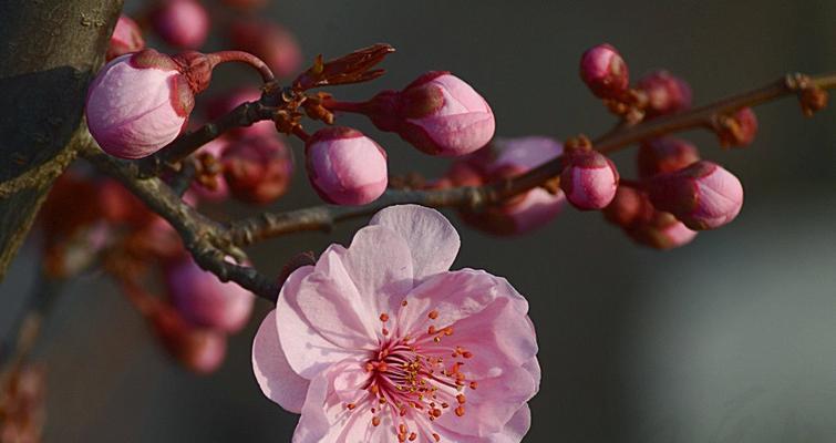 美人梅花语的传奇魅力（揭开美人梅花语的神秘面纱）