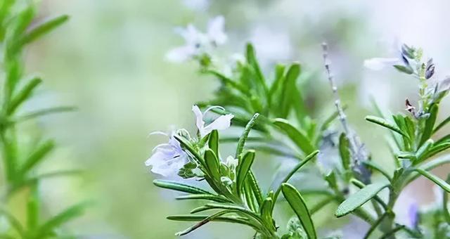 迷迭香的花语与意义（探寻迷迭香的花语）