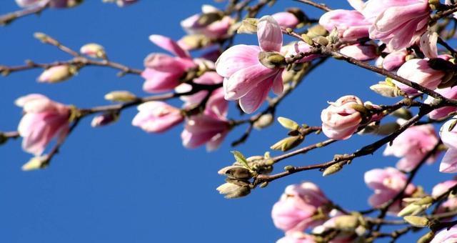 木兰花（探秘木兰花的美丽与功效）