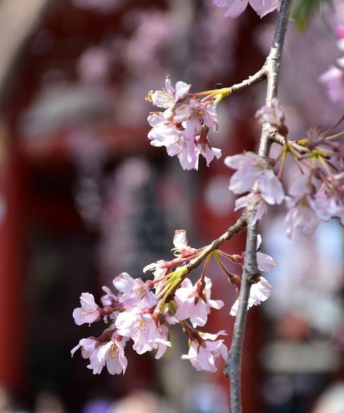 樱花与日本文化的寓意（赏樱文化的传承与发展）