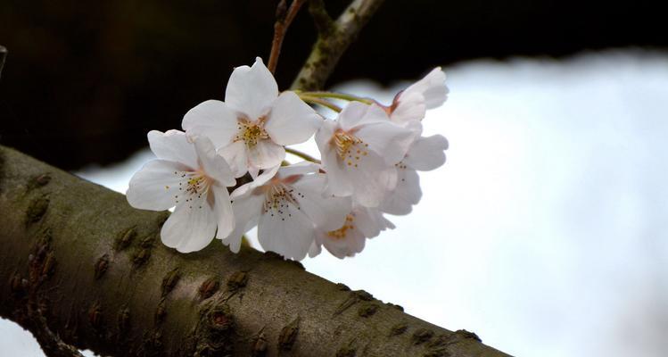 日本樱花（在春天绽放的美丽与意义）