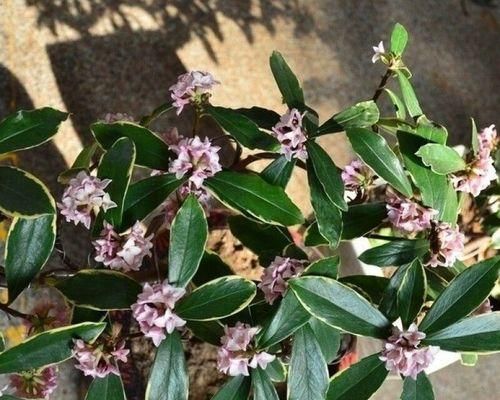 瑞香花语之美——馨香传递爱意（瑞香花语的深刻寓意与情感表达之美）