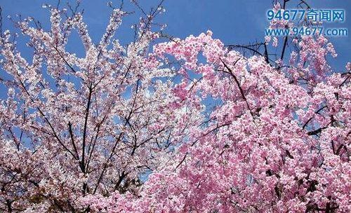 以山樱花为主题的花语之美（揭示山樱花的花语和文化内涵）