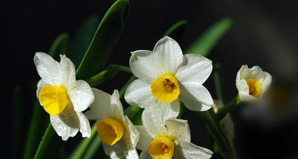 水仙花——美丽的花语传递（用花语表达真挚情感）