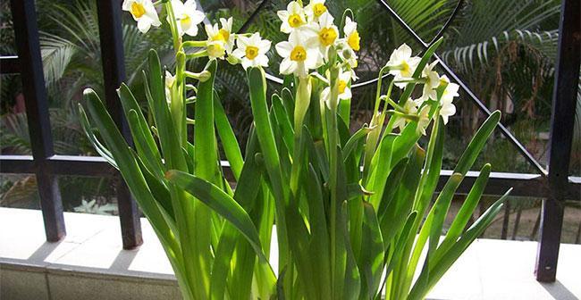 水仙花的花语与寓意（探索水仙花的神秘语言与象征意义）