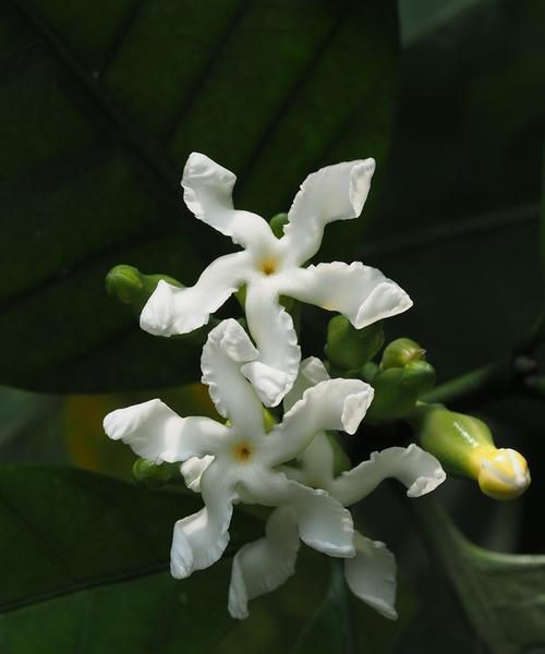 夜来香花语及传说的魅力（揭秘夜来香的花语和美丽传说）