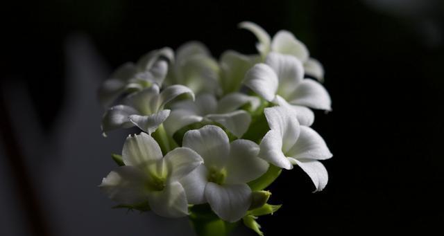 夜来香花语及传说的魅力（揭秘夜来香的花语和美丽传说）