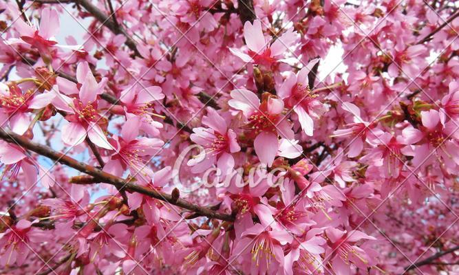 樱花之美（探索樱花的文化象征与心灵启示）