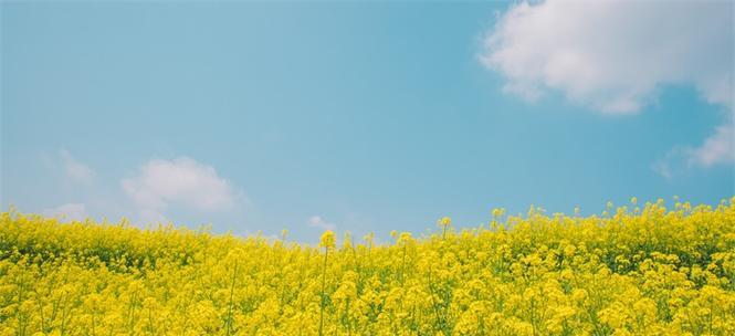 油菜花的花语与寓意（盛开如黄金）