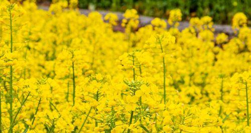 油菜花的花语与寓意（盛开如黄金）