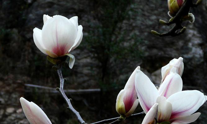 玉兰花的象征意义与美学价值（探寻玉兰花的文化内涵与审美魅力）