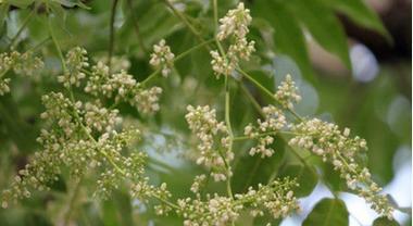 香椿开花时间及其特点（探究香椿开花的季节与花朵特征）