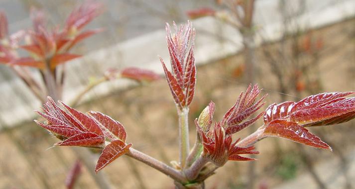 香椿开花时间及其特点（探究香椿开花的季节与花朵特征）