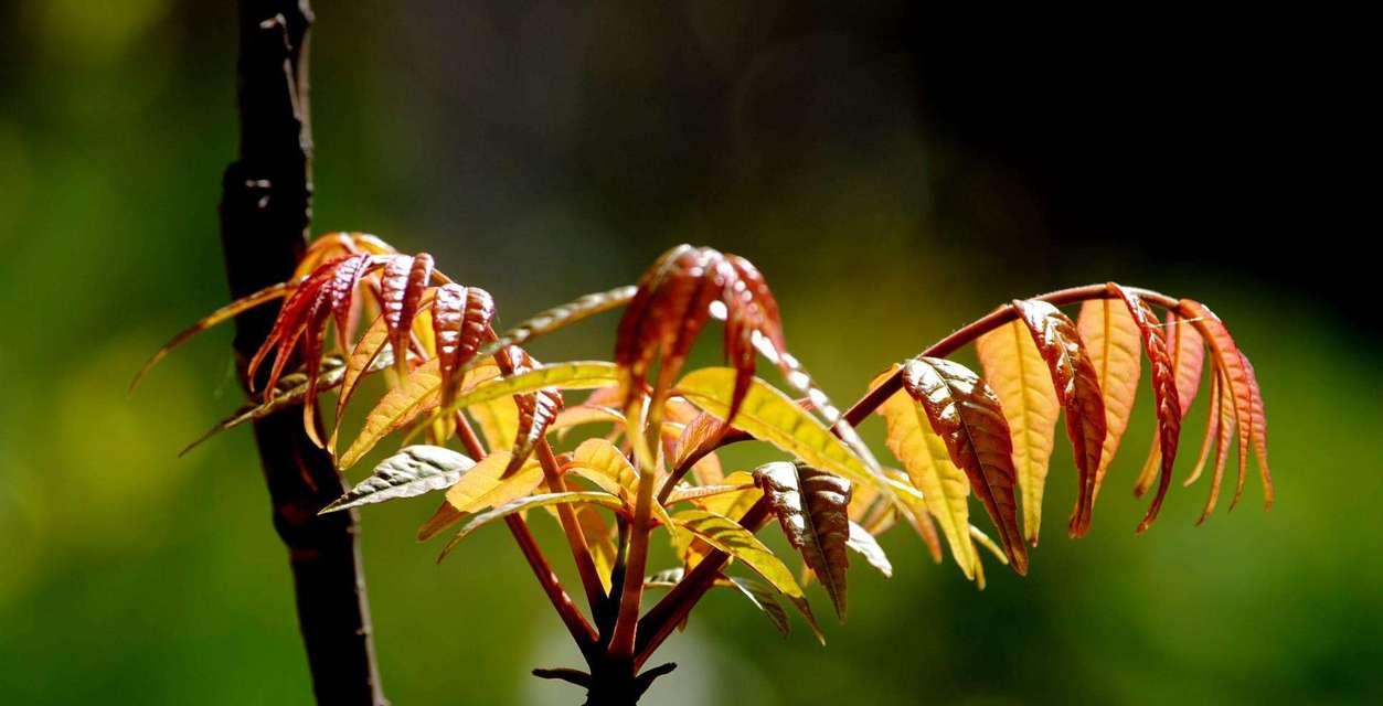 种植香椿树的最佳时间（掌握种植香椿树的时间窗口）