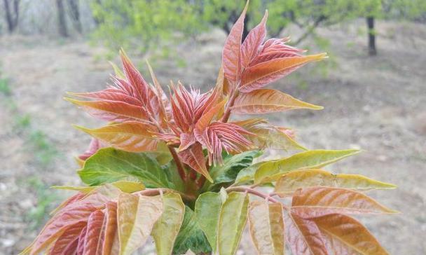 种植香椿树的最佳时间（掌握种植香椿树的时间窗口）