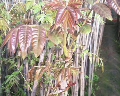 香椿树盆栽指南（如何在家中种植健康的香椿树）