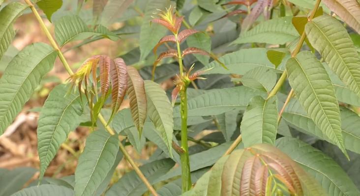 种植香椿树，美化家门口（香椿树的种植技巧及效果）