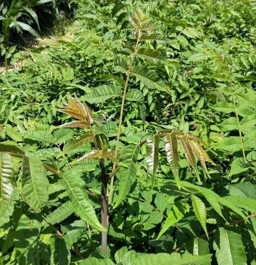 香椿树种子如何种植（手把手教你成功种植香椿树/香椿树的繁殖技巧与方法）