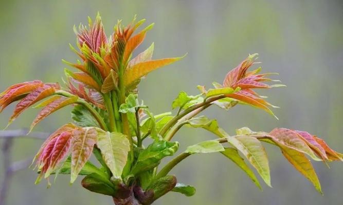 香椿芽采摘时间及收获季节（春季采摘食用美味）