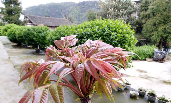 香椿芽采摘时间及收获季节（春季采摘食用美味）