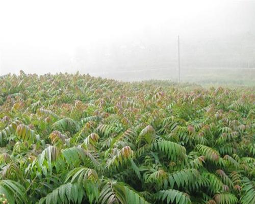 香椿种子什么时候种植最好（种植方法和注意事项）