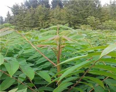 香椿种子什么时候种植最好（种植方法和注意事项）