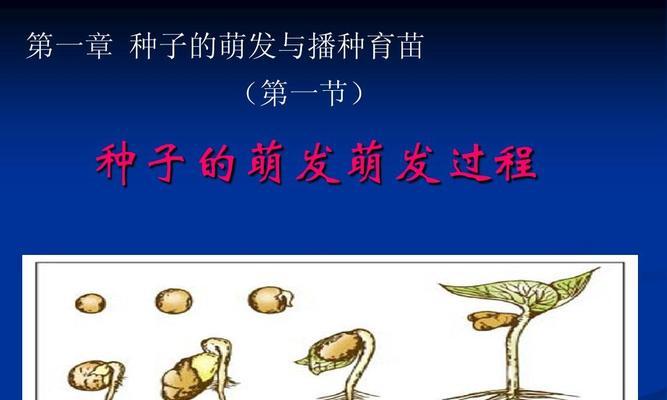 探秘香椿种子的成长之路（从花朵到种子）