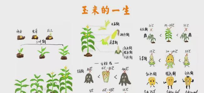 如何种植香葱（时间）