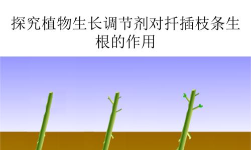 如何种植香葱（时间）