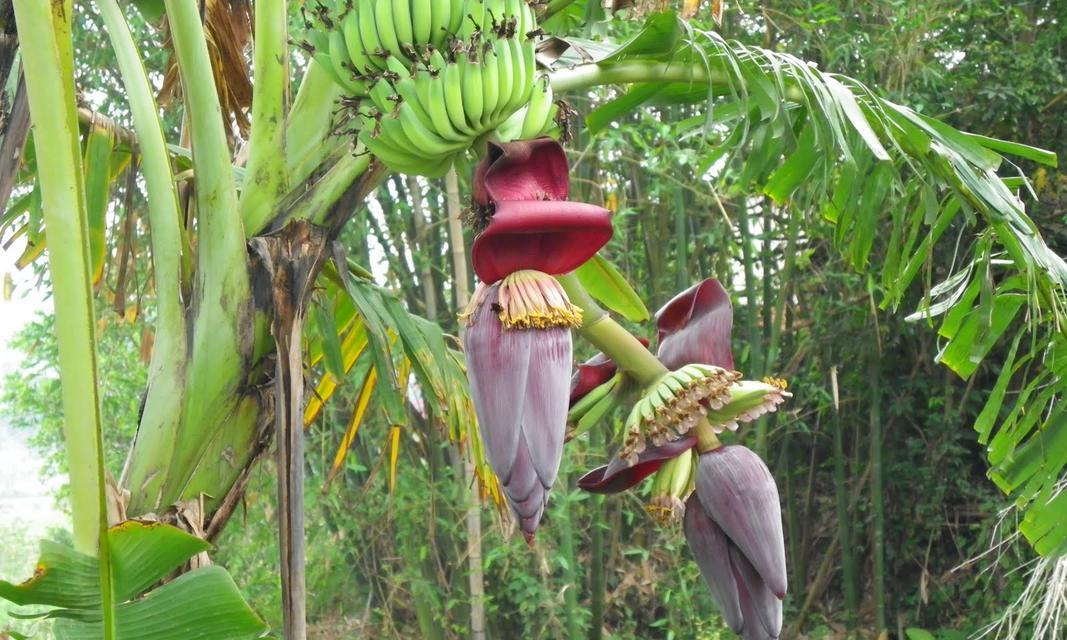 香蕉的样子和特点（探秘香蕉的外貌和特性）