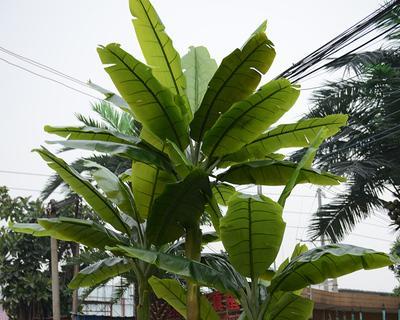 在院子里种香蕉，你需要知道的事情（解答你所有关于在院子里种植香蕉的疑问）