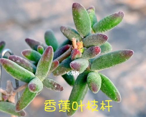 究竟香蕉是草本还是木本（从生长习性到生物分类分析解密“香蕉之谜”）