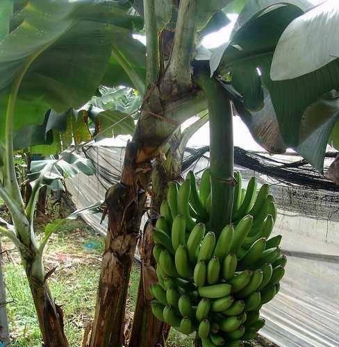 香蕉是一种多年生植物（探究香蕉生长特点及繁殖方式）