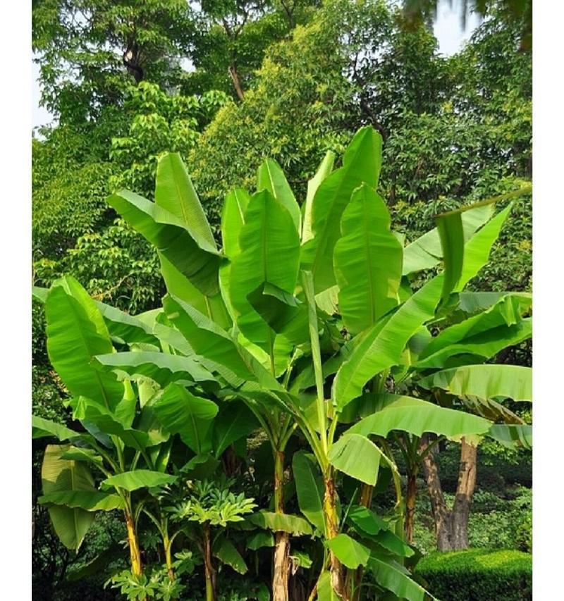 香蕉是一种多年生植物（探究香蕉生长特点及繁殖方式）