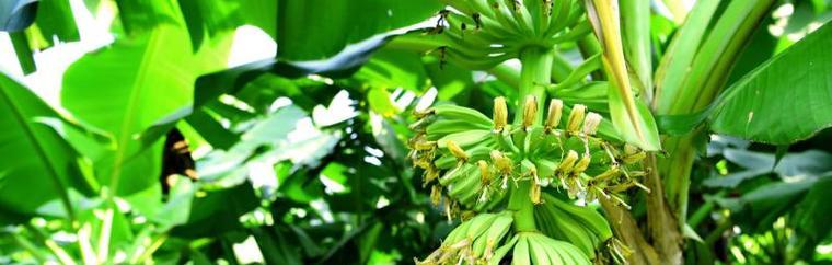 香蕉-一种多年生草本植物的探索（了解香蕉的生长特点与独特价值）