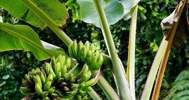 香蕉种植技巧全解析（掌握关键技巧）