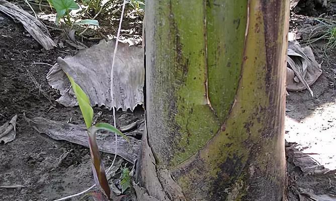 探究香蕉的繁殖方式（了解香蕉的生殖方式及其优缺点）