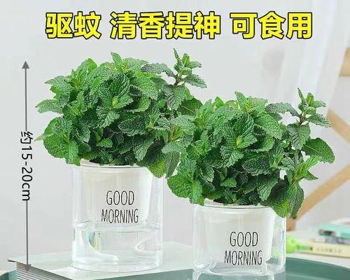 香茅能否在冬天生存（探究香茅冬季生存的可能性及应对措施）