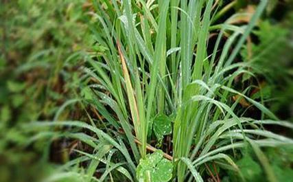 香茅能否在冬天生存（探究香茅冬季生存的可能性及应对措施）