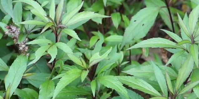 解密香奈植物的神秘之处（探究香奈植物的分类）