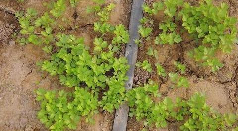 如何合适地播种香芹（掌握最佳播种时间与技巧）