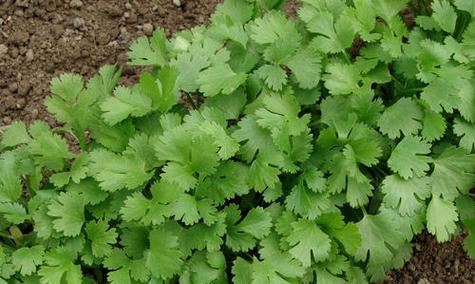 如何合适地播种香芹（掌握最佳播种时间与技巧）