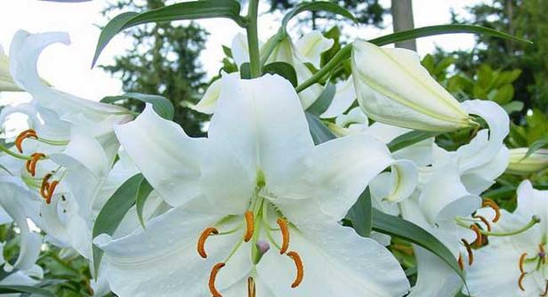 百合花的多彩香气（探究百合花不同颜色的香水特性）