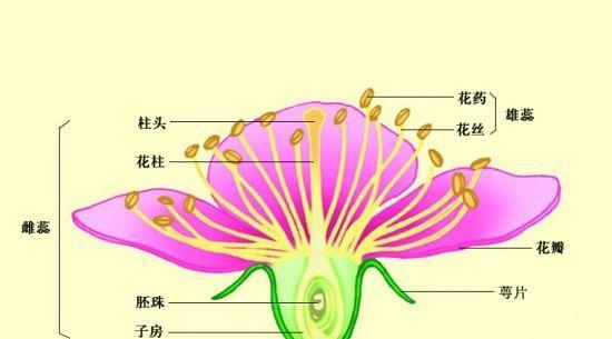 香水百合的繁殖方法与注意事项（培养你的私人花园）