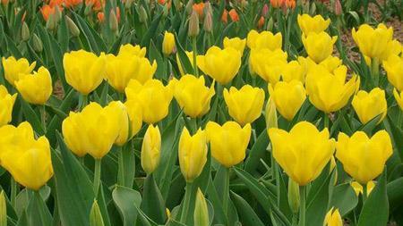 郁金香花语（解析郁金香花语的内涵及其历史渊源）