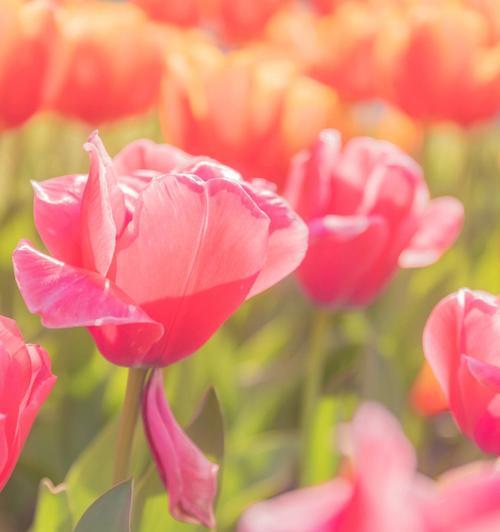 郁金香花语（解析郁金香花语的内涵及其历史渊源）