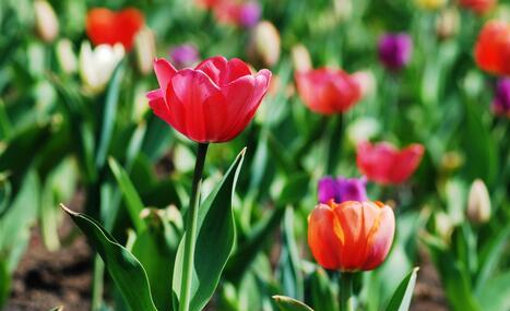 郁金香花语与意义（探索郁金香的深刻象征和内涵）