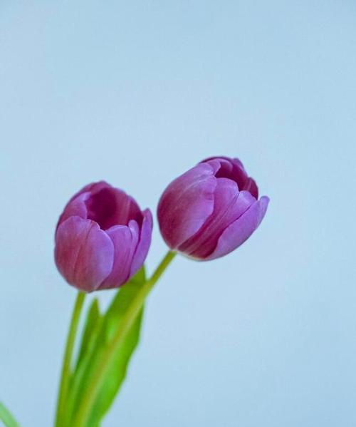 郁金香的花语和送花数量的含义（探究郁金香花束中的花朵数量所代表的意义）