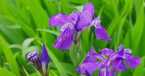 鸢尾草花语（四季芬芳）