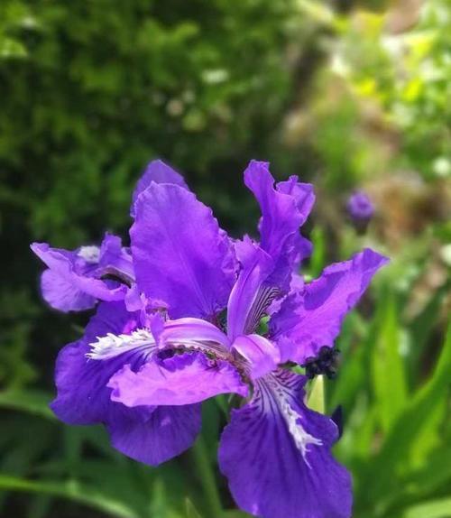 鸢尾花的花语与传说（揭开鸢尾花背后的神秘面纱）